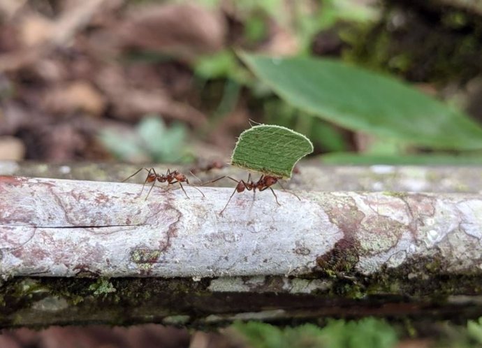 Una hormiga cortadora de hojas, una de las más de 14.000 especies vivas en la actualidad.