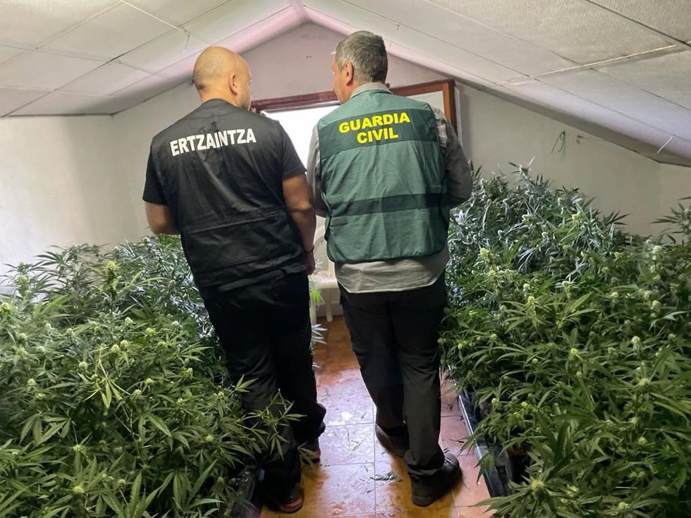 Desmantelada una organización dedicada al cultivo y distribución de marihuana entre Vitoria-Gasteiz y Burgos en una operación conjunta de la Ertzaintza y la Guardia Civil