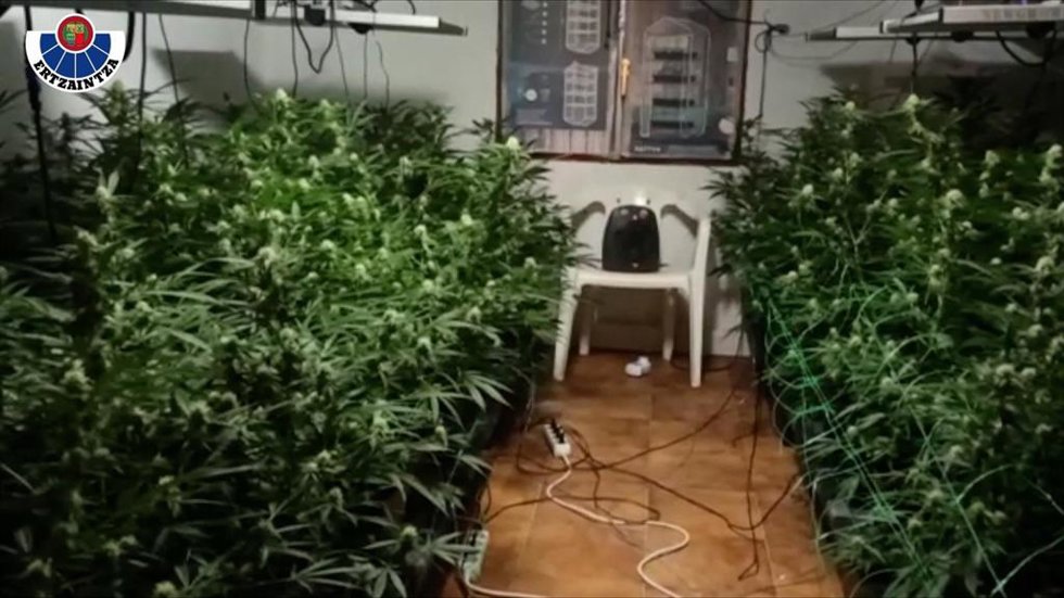 Plantación de marihuana desmantelada entre Álava y Burgos