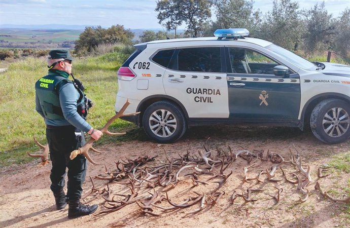 Un guardia civil con las cuernas de cérvido recuperadas.