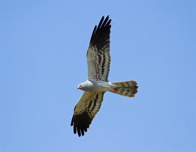 Archivo - Aguilucho. SEO/BIRDLIFE