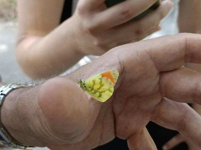 Detectan mariposas singulares o en regresión en parques del área metropolitana de Barcelona