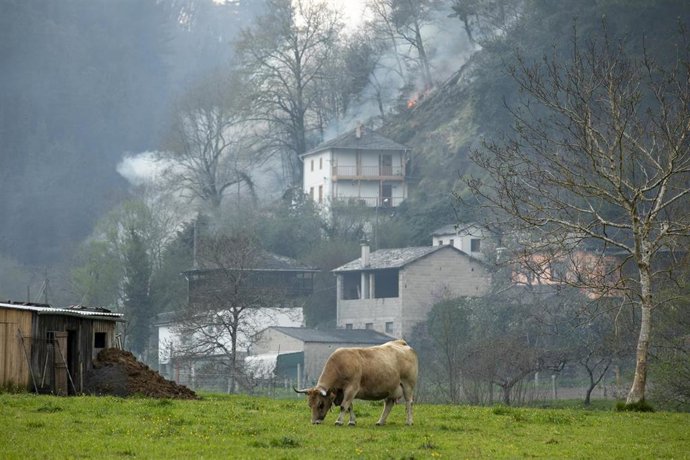 Un toro pasta en la zona de vegetación donde ocurre el incendio del concejo de Tineo, a 31 de marzo de 2023, en Navelgas, Tineo, Asturias (España). 