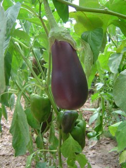 Archivo - Berenjena larga 