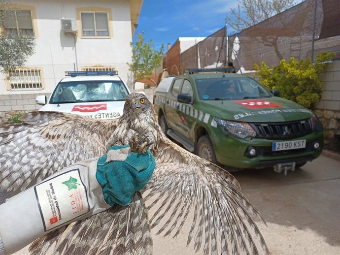 Azor rescatado por los Agentes Forestales de la Comunidad.