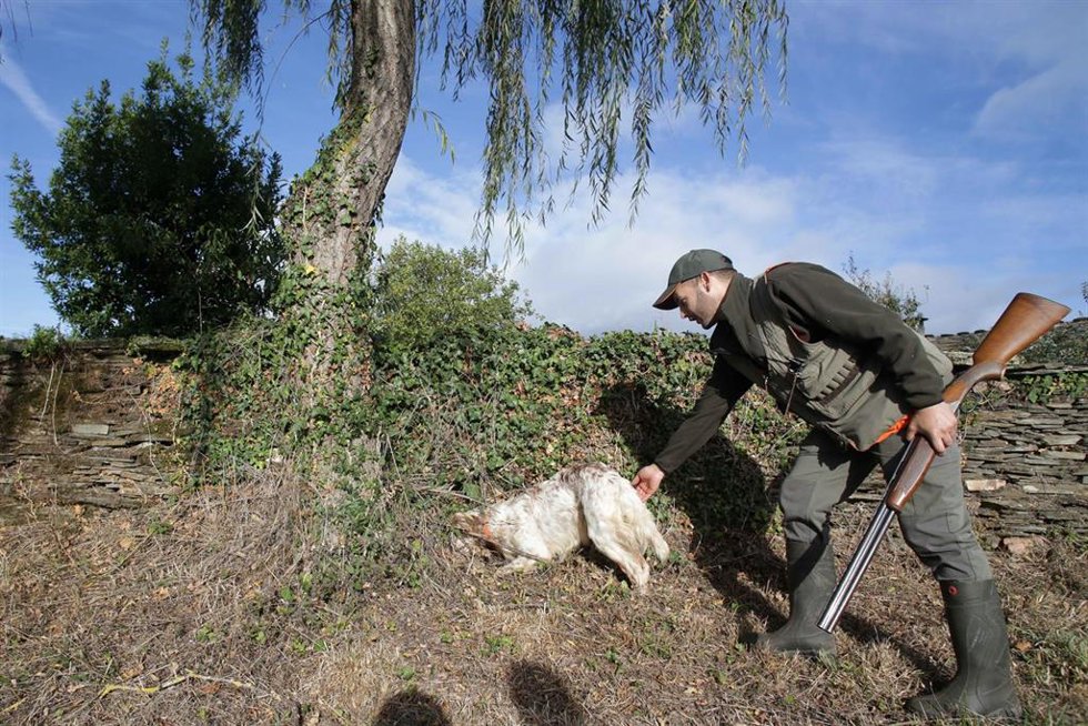 Archivo - Un perro de caza busca junto a un cazador una perdiz 