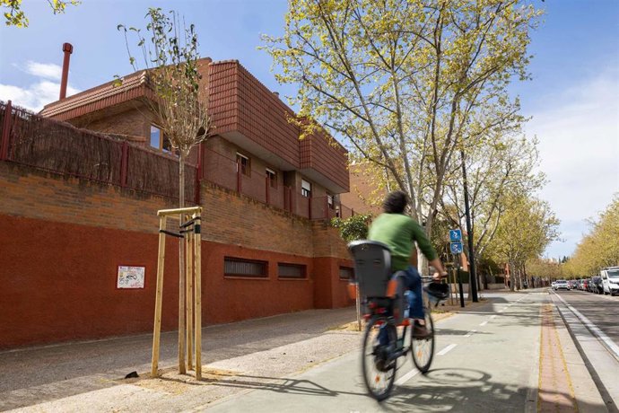 El ayuntamiento de Zaragoza planta árboles para llenar los alcorques vacíos por la ciudad.