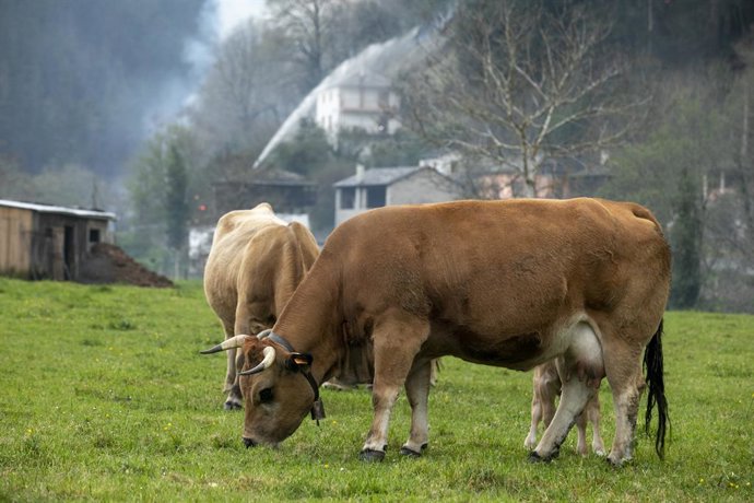 Varios toros pastan en la zona de vegetación donde ocurre el incendio del concejo de Tineo, a 31 de marzo de 2023, en Navelgas, Tineo, Asturias (España). El Servicio de Emergencias del Principado de Asturias (SEPA) contabiliza a las 20.00 horas de este 