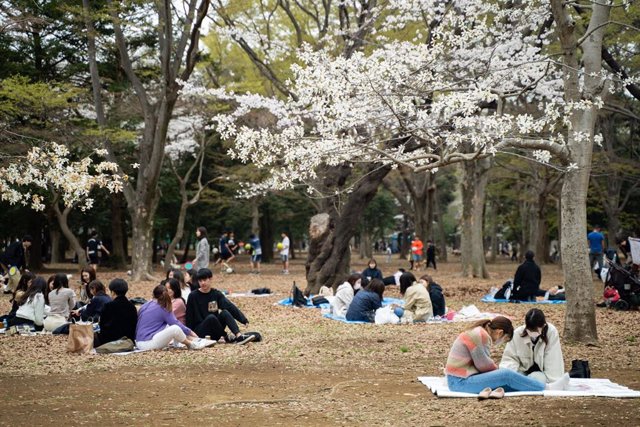 Familias en el Parque Yoyogui de Tokio durante la época de florecimiento de los cerezos, Japón