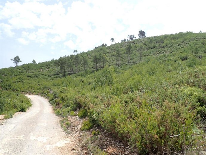 Medio Ambiente ejecuta actuaciones para prevenir los incendios forestales en 38 hectáreas de Benirrs y Morna