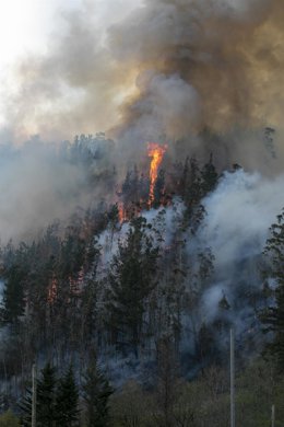 Vegetación afectada por el incendio del concejo de Tineo, a 31 de marzo de 2023, en Navelgas, Tineo, Asturias (España). 