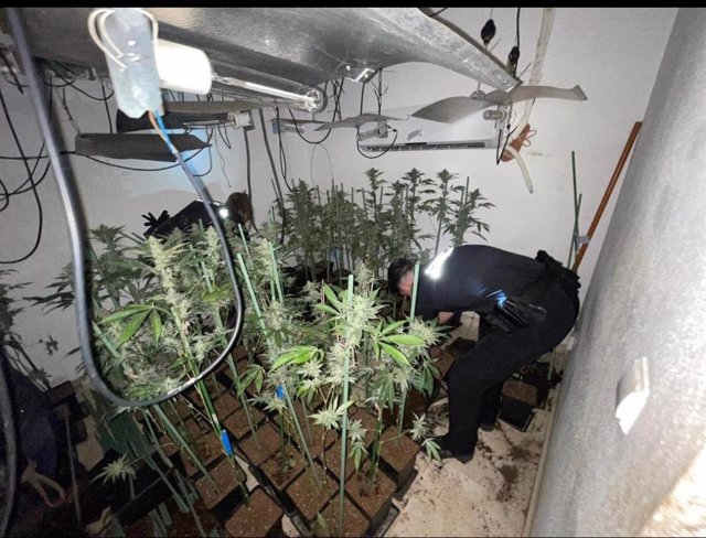 Producción de marihuana en una vivienda de Armilla
