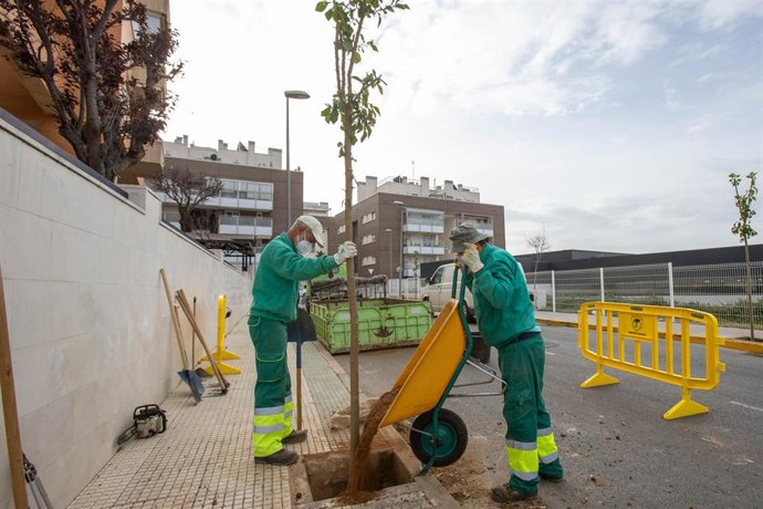 Archivo - Plantación de nuevos árboles en Mairena del Aljarafe, en Sevilla.