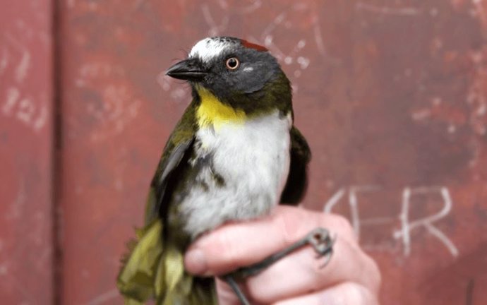 El pájaro campana de nuca rufa (Aleadryas rufinucha) es una de las aves posinosas descubiertas