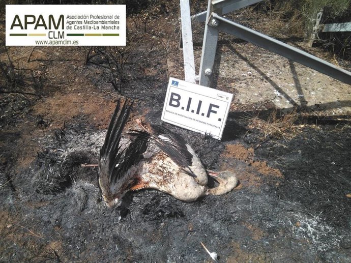 APAM-CLM alerta de que en Castilla La Mancha "no existen" sanciones económicas por la muerte de aves electrocutadas por tendidos eléctricos.