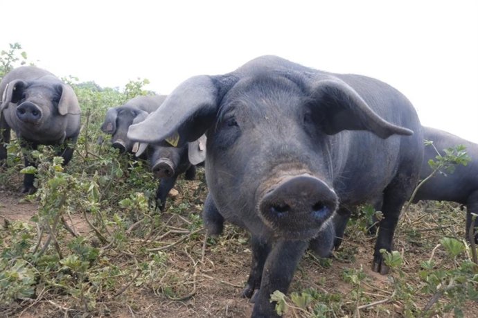 Archivo - Porc negre mallorquín