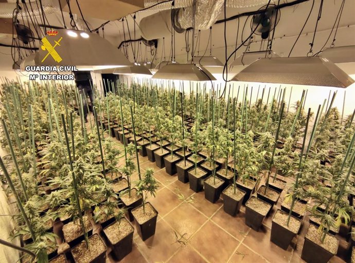 Plantación de marihuana en Castuera