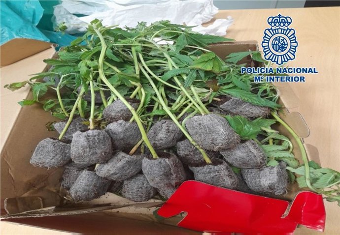 Plantones de marihuana intervenidos en la zona norte de Granada