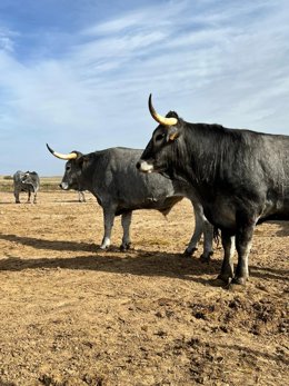 Ganadería Prado Alegre