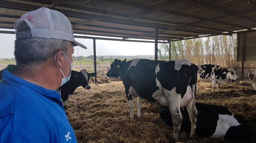 Vacuno de leche, explotación en Rota (Cádiz).