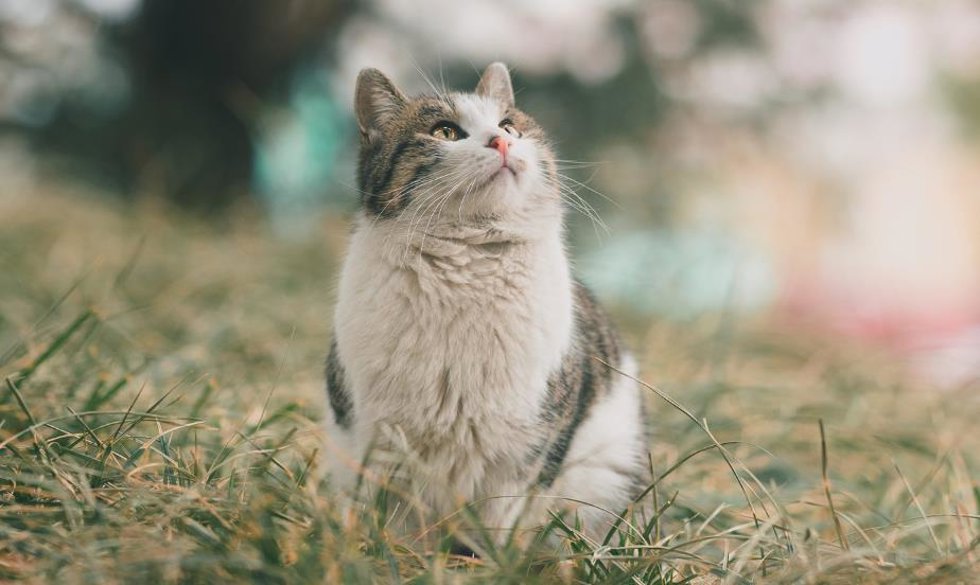 Gato