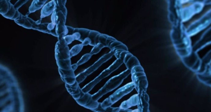 Archivo - Usando modificaciones en el ADN se ha podido determinar cuál ha sido la edad media de la procreación humana en 250.000 años