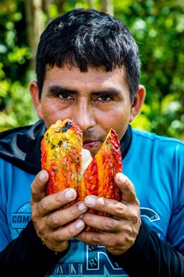Archivo - Cacao farmer Deliro Llatas smelling the cacao pulp to check its quality.
