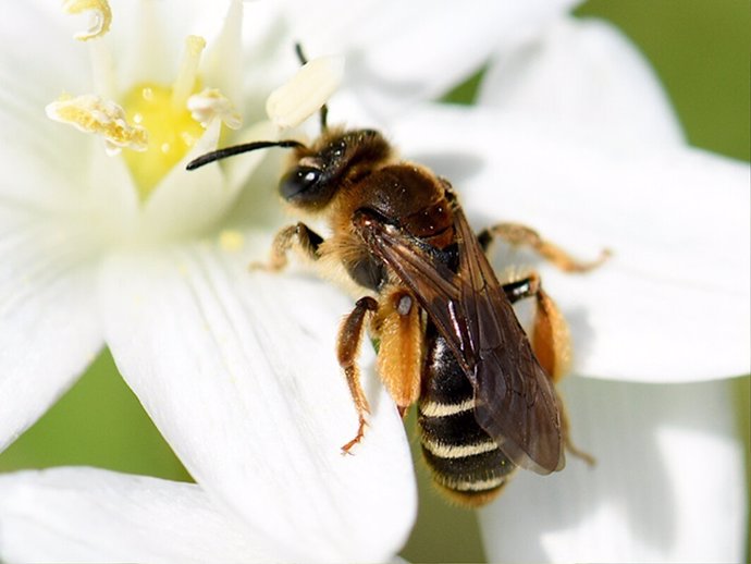 Ejemplar de abeja Andrena baetica.