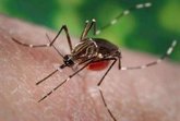 Foto: La OMS advierte de que el mosquito de dengue, zika y chikungunya está en sur de Europa y podría haber casos este verano
