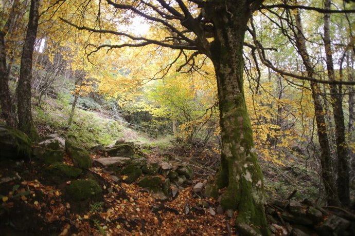 Archivo -  Hayedo de Busmayor dentro de los Ancares Leoneses, en El Bierzo, León, Castilla y León (España). 