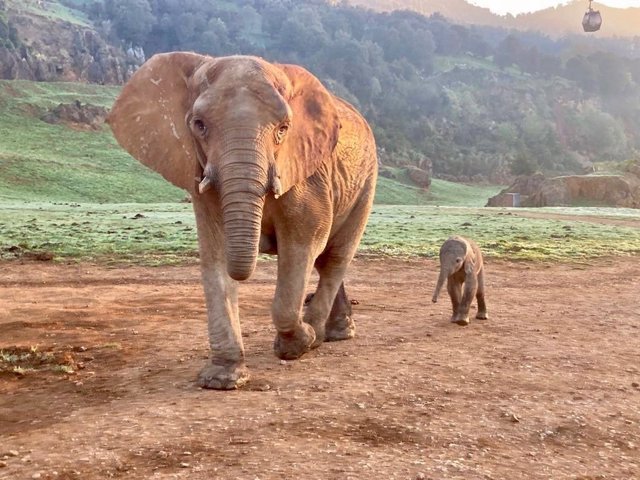Nace el vigesimocuarto elefante africano en Cabárceno.