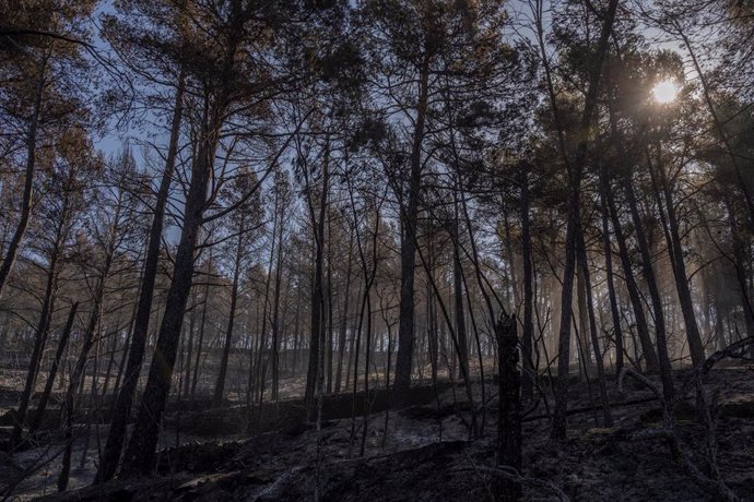 Vegetación afectada por el incendio de Villanueva de Viver