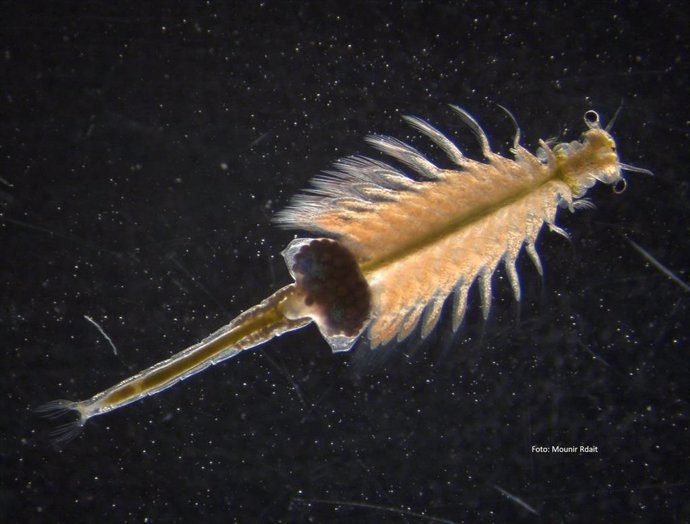 Nueva especie del crustáceo artemia