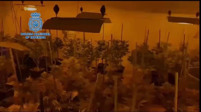 Plantación de marihuana en el interior de una finca en Mallorca.