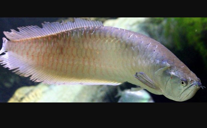 Archivo - Ejemplar de pez de lengua ósea de agua dulce