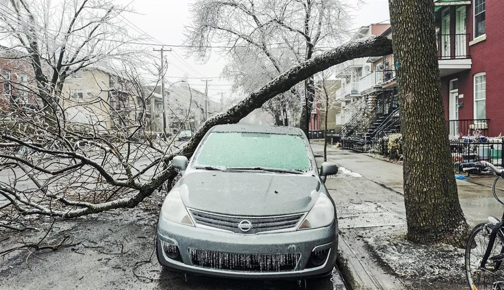 Un árbol caído en Quebec, Canadá