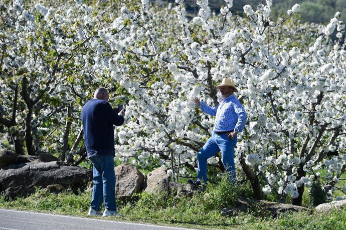 Una persona posa entre varios árboles de cerezo en la floración de los cerezos, en el Valle del Jerte.