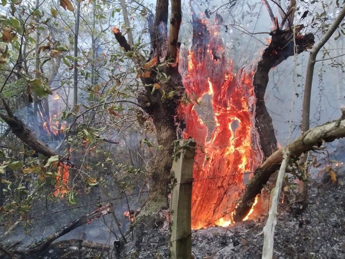 Archivo - Incendio forestal.- Archivo