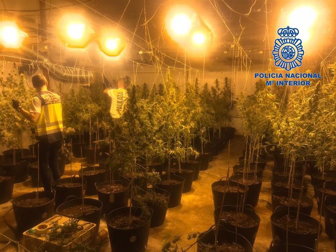 Nota De Prensa E Imágenes: "La Policía Nacional Desmantela Una Plantación De Marihuana Indoor Y Detiene A Tres Personas"