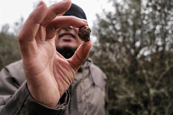 Archivo - Una trufa en una imagen de archivo