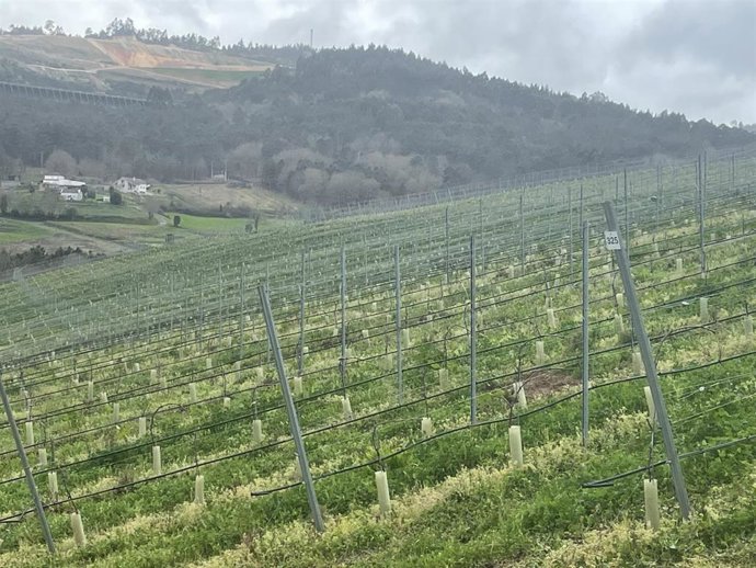 Viñedo de 14 hectáreas ubicado en las riberas del Río Ulla
