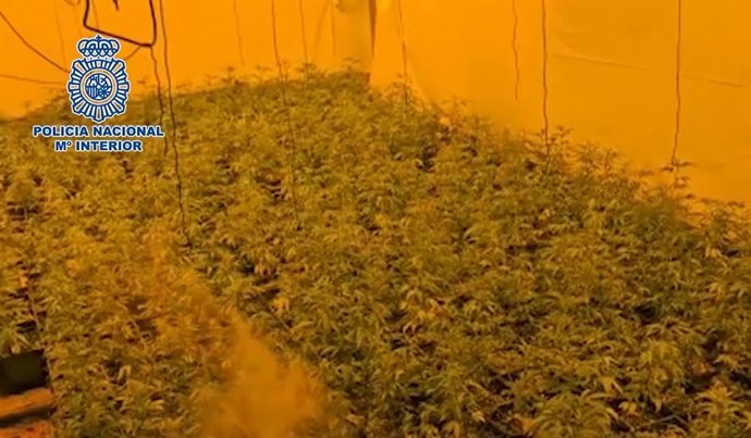 Una de las plantaciones intervenidas.