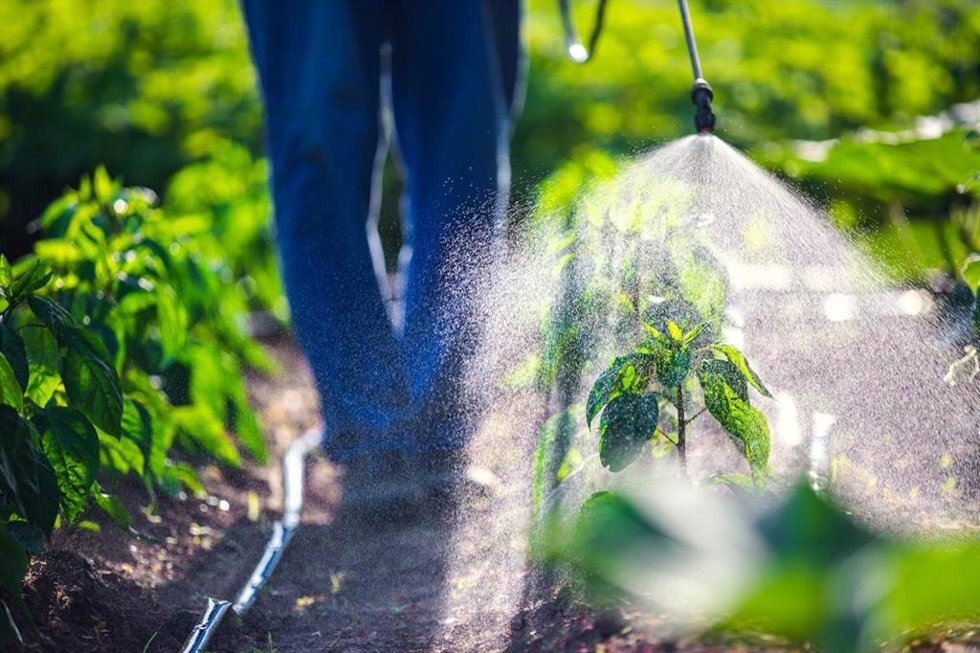 Las plantas de tabaco han sido diseñadas para fabricar un perfume seductor de feromonas sexuales de insectos