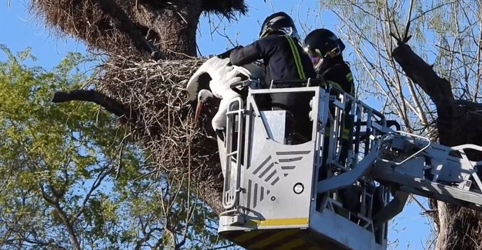 Intervención de los bomberos para rescatar a la cigüeña atrapada.