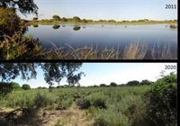 El CSIC alerta de que Doñana (Huelva) está "en estado crítico" al desaparecer "más de la mitad de sus lagunas"