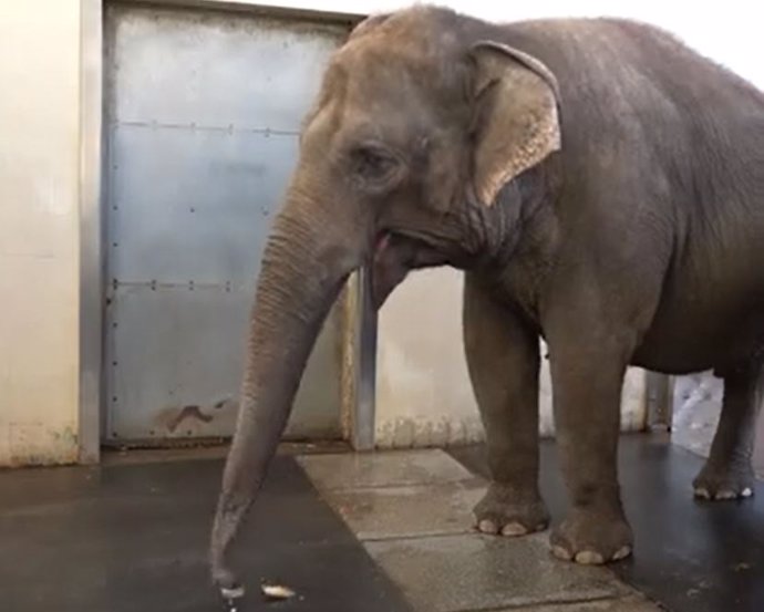 Un estudio describe el comportamiento de pelado de plátanos de la elefanta asiática Pang Pha en el zoológico de Berlín.