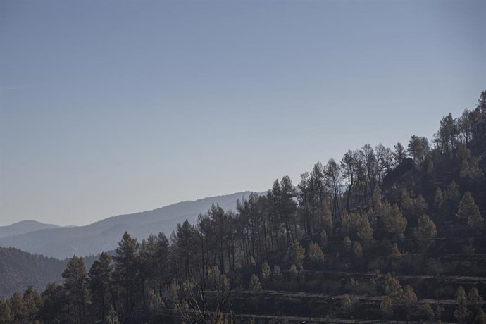 Vista de vegetación tras el incendio de Villanueva de Viver