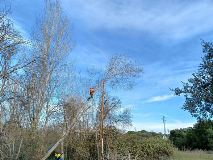 Trabajos de poda de árboles.