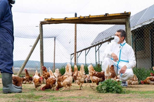Archivo - Un veterinario inspecciona una granja de aves.
