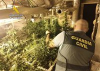 Desmantelan una plantación de marihuana en el desván de una vivienda en Viérnoles